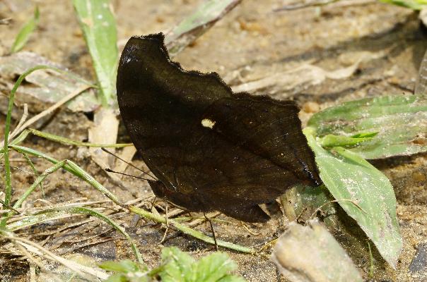 Junonia gregorii male UNS